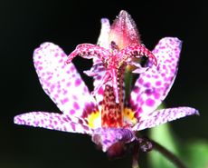 Orchidee-078.jpg